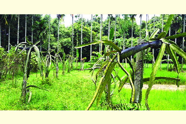 শেরপুরে জনপ্রিয় হয়ে উঠছে ড্রাগন চাষ