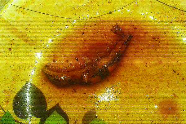কুবির ক্যাফেটেরিয়ার খাবারে টিকটিকি!