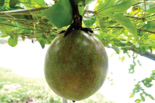 প্যাশন ফলে ভাগ্য বদল রানার