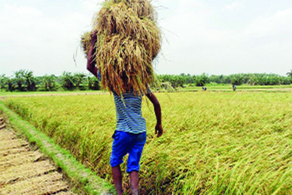 সোনালি হাসি কৃষকের মুখে