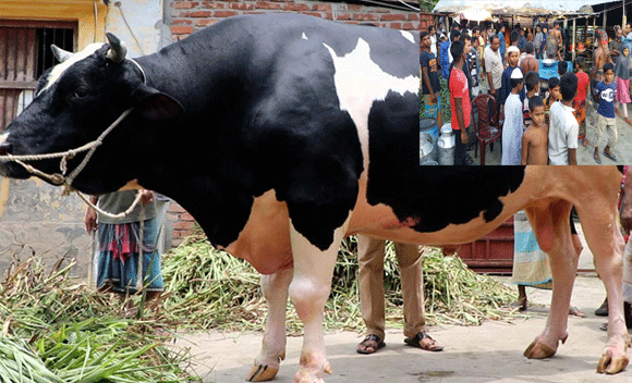 মাইকিং করে সেই 'টাইগারের' মাংস বিক্রি