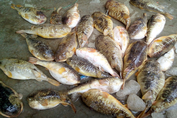 জেলেদের জালে ধরা পড়ছে বিষাক্ত পোটকা


