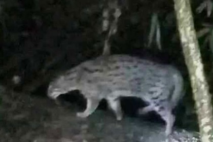 বাঘ আতঙ্কে পুলিশ মোতায়েন, মসজিদ মাইকে ঘোষণা