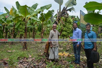 বিশ্বনাথে বিষমুক্ত কলা চাষে সফলতা