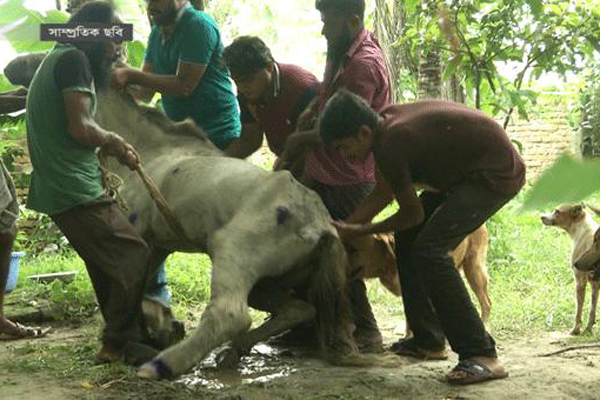 মারাই গেল হাতিরঝিলের সেই ঘোড়াটি