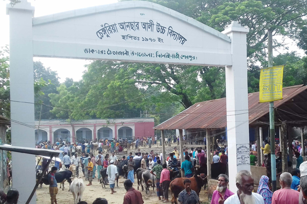 ঝিনাইগাতীতে ১০ বছর ধরে স্কুল মাঠে গরুর হাট!
