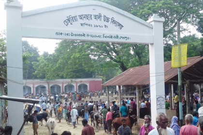 ঝিনাইগাতীতে ১০ বছর ধরে স্কুল মাঠে গরুর হাট!
