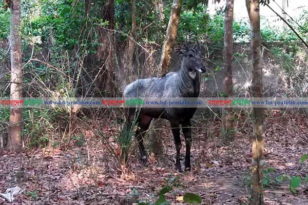 রামসাগরের নীলগাইটি যাচ্ছে চট্টগ্রাম সাফারি পার্কে