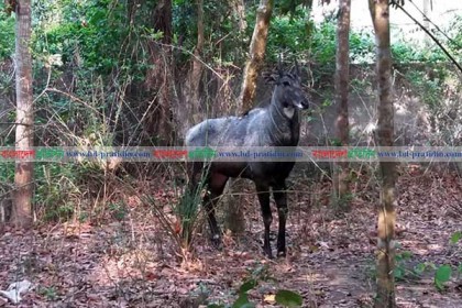 রামসাগরের নীলগাইটি যাচ্ছে চট্টগ্রাম সাফারি পার্কে