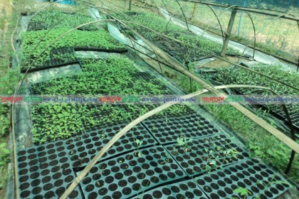 মাটি ছাড়াই সবজির চারা উৎপাদন