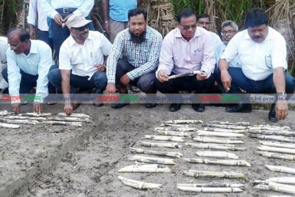 নাটোর চিনিকল এলাকার আখ রোপন কার্যক্রম শুরু