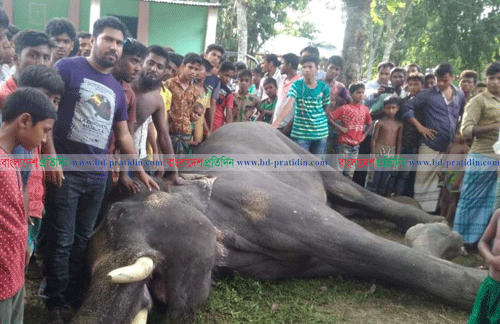 লালমনিরহাটে মারা গেল সার্কাসের হাতি