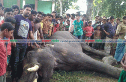লালমনিরহাটে মারা গেল সার্কাসের হাতি