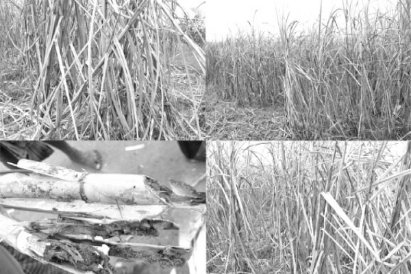 আখ খেতে পোকা দিশাহারা কৃষক
