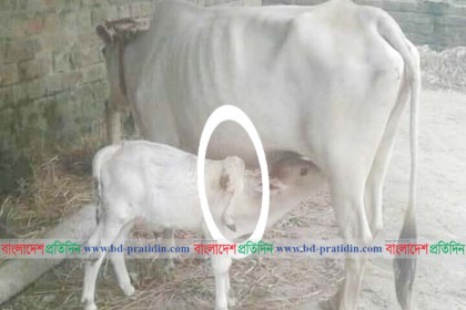 দিনাজপুরে ৫ পায়ের বাছুর দেখতে মানুষের ঢল