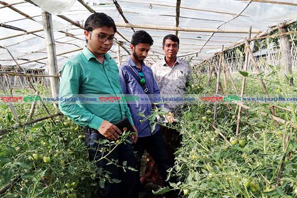 নবীগঞ্জে গ্রীষ্মকালীন টমেটো চাষ করে স্বাবলম্বী কৃষক 