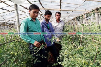নবীগঞ্জে গ্রীষ্মকালীন টমেটো চাষ করে স্বাবলম্বী কৃষক 