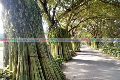 পাট চাষে আগ্রহ হারাচ্ছেন ফরিদপুরের চাষীরা