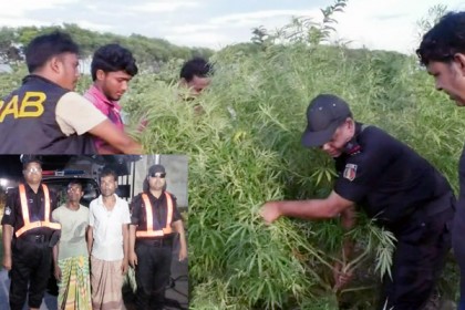 লালপুরে গোপনে গাঁজা চাষ, আটক ২

