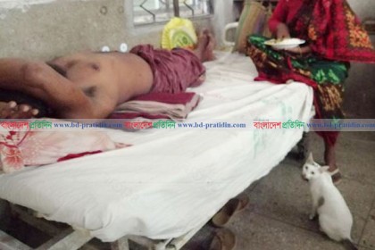 রংপুর মেডিকেলে বিড়ালের উপদ্রবে অতিষ্ঠ রোগীরা! 