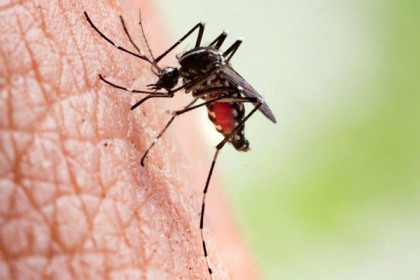 মানিকগঞ্জে ডেঙ্গুতে প্রাণ গেল স্কুলছাত্রীর