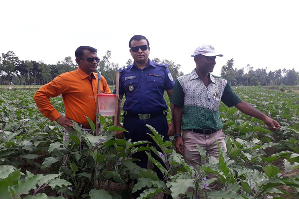 ঠাকুরগাঁওয়ে নিরাপদ সবজি উৎপাদনে কর্মশালা


