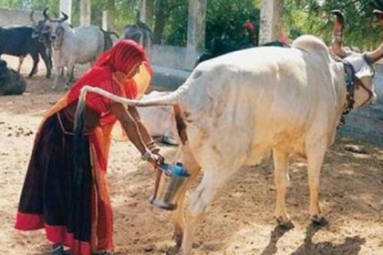 মেধাবী শিশু জন্মদানে ভারতে গোমূত্রের ওষুধ!

