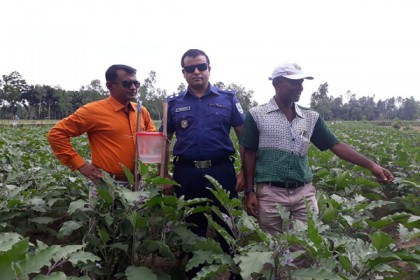 ঠাকুরগাঁওয়ে নিরাপদ সবজি উৎপাদনে কর্মশালা

