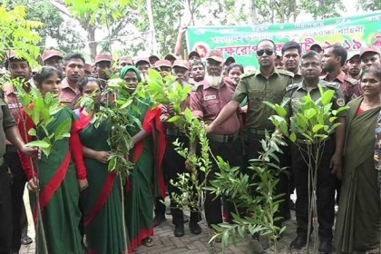নাটোরে আনসার-ভিডিপি’র বৃক্ষরোপন
