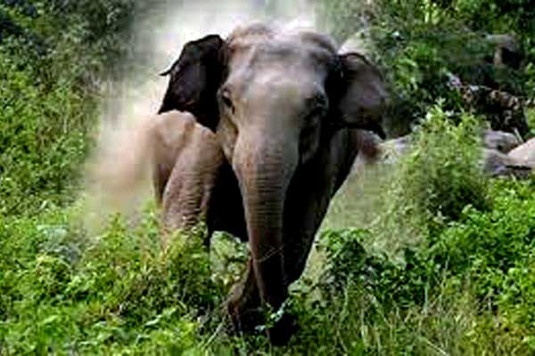 রাঙামাটিতে বন্য হাতির আক্রমণে যুবক নিহত