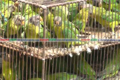 চাঁপাইনবাবগঞ্জে ৪৫৭ পাখিসহ আটক ৪
