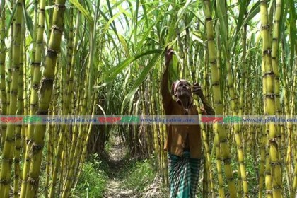 টাঙ্গাইলে আখের বাম্পার ফলন