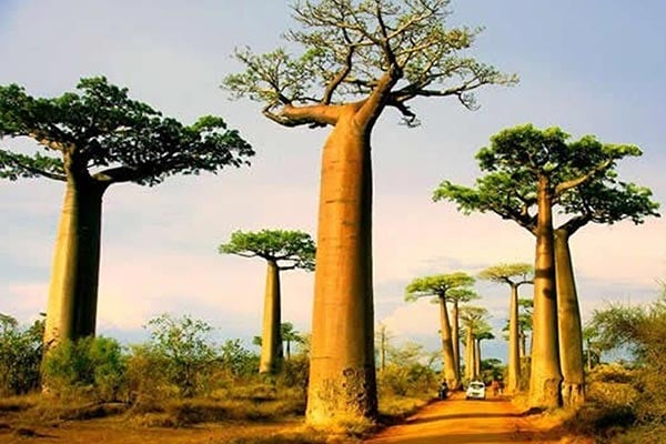 অদ্ভুত কিছু রহস্যময় গাছের গল্প (ভিডিও)