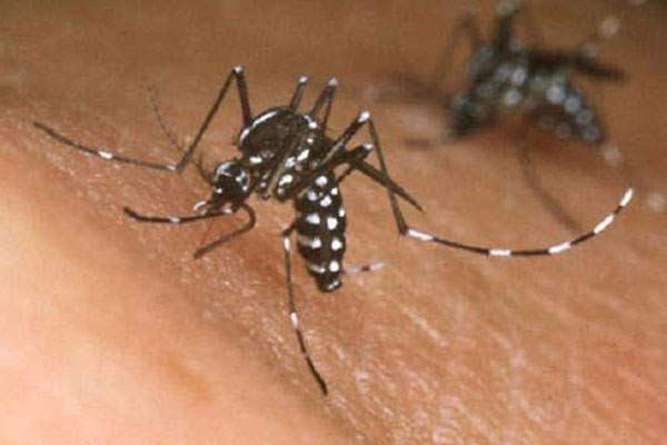 যাওয়া হলো না লন্ডন, ডেঙ্গুতে কেড়ে নিল প্রাণ
