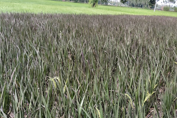 ঠাকুরগাঁওয়ের চামেশ্বরীতে বেগুনী রঙের ধানের চাষ
