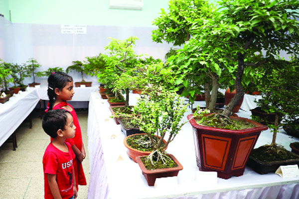 বনসাই প্রদর্শনী
