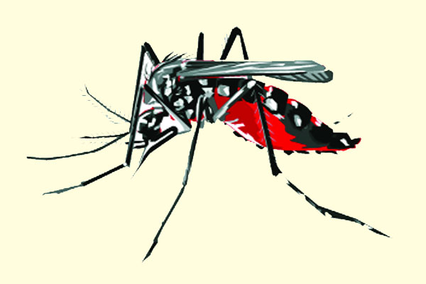ফের বেড়েছে ডেঙ্গু রোগী