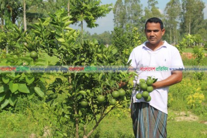 পরিত্যক্ত পুকুর পাড়ে মাল্টা চাষ করে স্বাবলম্বী সায়াদ চৌধুরী