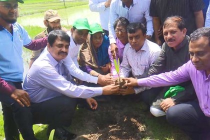 বরিশালে ১ লাখ তাল বীজ বপন কার্যক্রমের উদ্বোধন