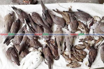 ধান খাওয়ায় বিষ দিয়ে শতাধিক পাখি হত্যা!
