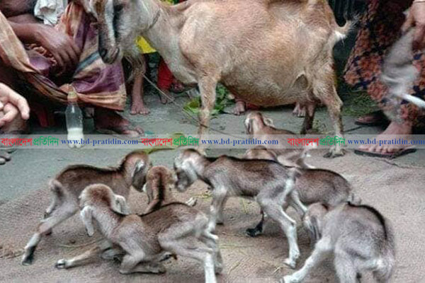 এক ছাগলের ৮ বাচ্চা প্রসব!