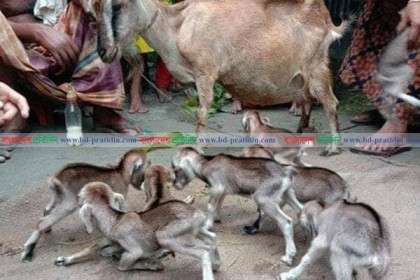এক ছাগলের ৮ বাচ্চা প্রসব!