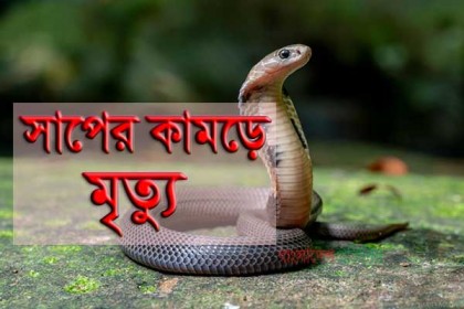 শৈলকুপায় বিছানায় সাপের কামড়ে গৃহবধূর মৃত্যু  