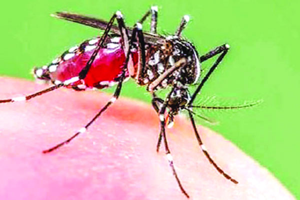 ডেঙ্গু রোগীর চাপ কমছে