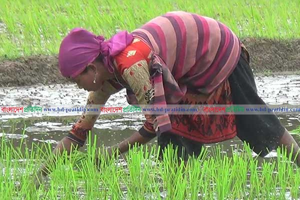নেত্রকোনায় এবার ৫ হাজার হেক্টর বেশি আবাদ হচ্ছে রোপা আমনের