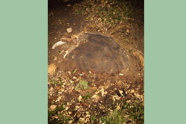 বগুড়ায় আওয়ামী লীগ নেতার বিরুদ্ধে সরকারি গাছ কাটার অভিযোগ