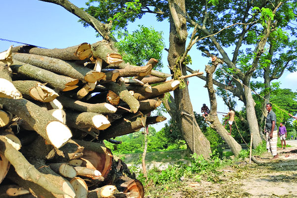 সড়ক প্রশস্ত করতে দুই হাজার গাছ নিধন