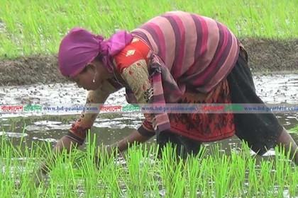 নেত্রকোনায় এবার ৫ হাজার হেক্টর বেশি আবাদ হচ্ছে রোপা আমনের