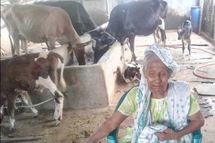 যুবলীগ ও কৃষক লীগ নেতার বিরুদ্ধে গরু লুটের অভিযোগ