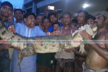 রাজশাহীতে পুকুর থেকে জীবন্ত কুমির উদ্ধার
